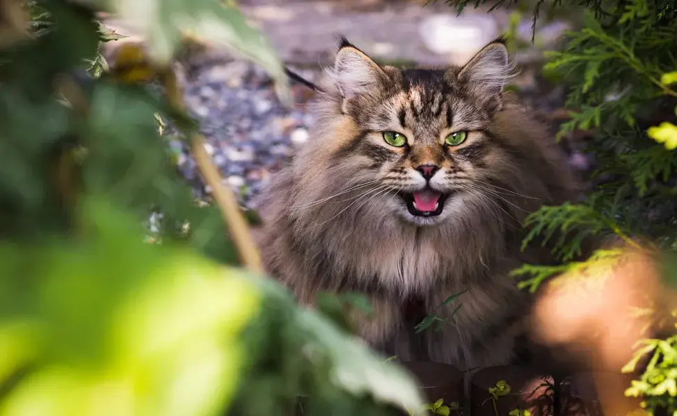 La agresividad de un gato no tiene que ver con el color de su pelaje