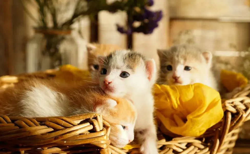 Los gatos bebés necesitan alimentación rica en proteínas.