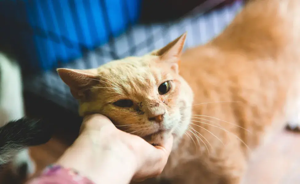 personalidad del gato naranja