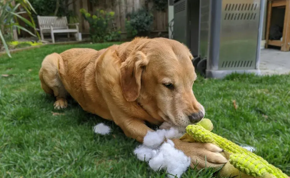 No molestes a un perro cuando come, eso podría hacerlo enojar.