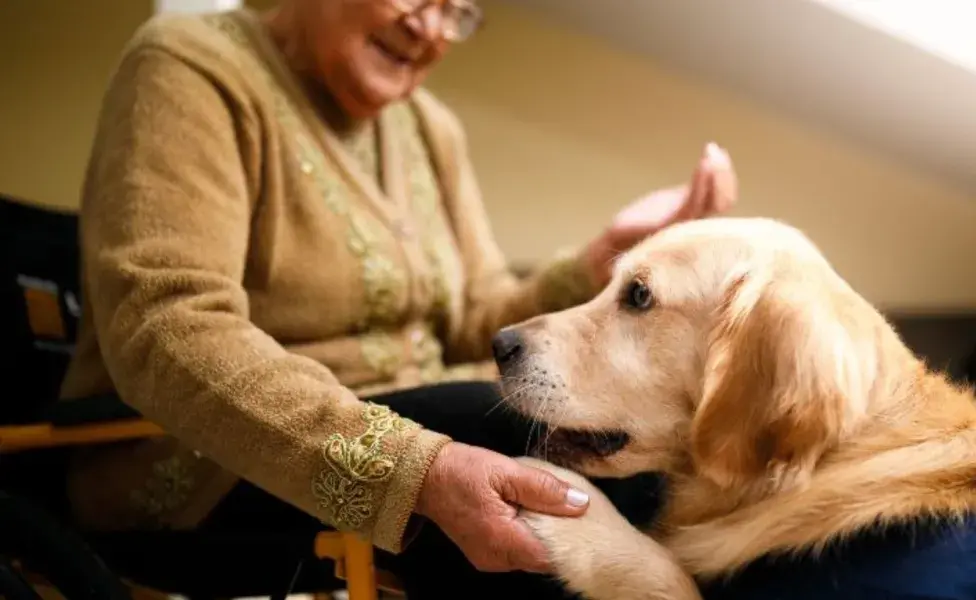 El golden retriever comparte muchas características con el labrador, como su temperamento amable y afectuoso.