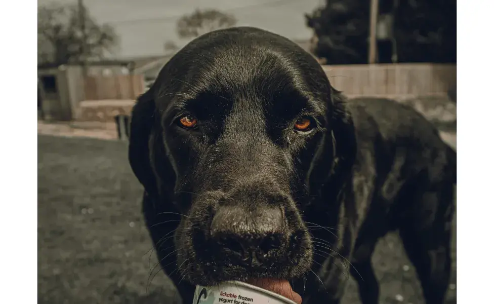 Perro comiendo helado de chocolate. Foto: Pexels/Kiwi C