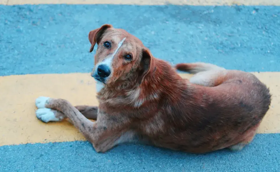 Sarna en perros, ¿cuál es su tratamiento?