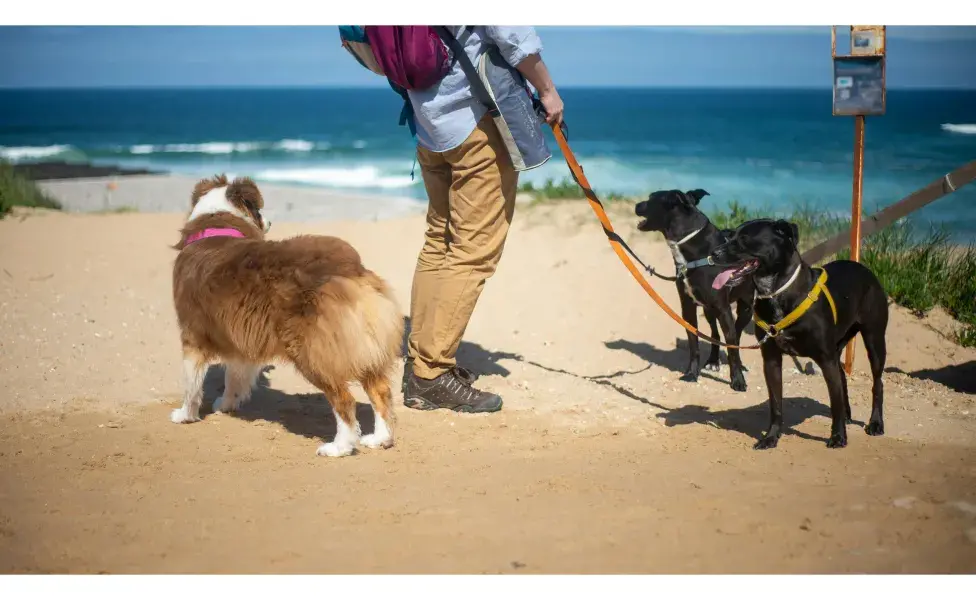 Foto de perros en la playa caminando. Foto: Pexels/Kampus Production