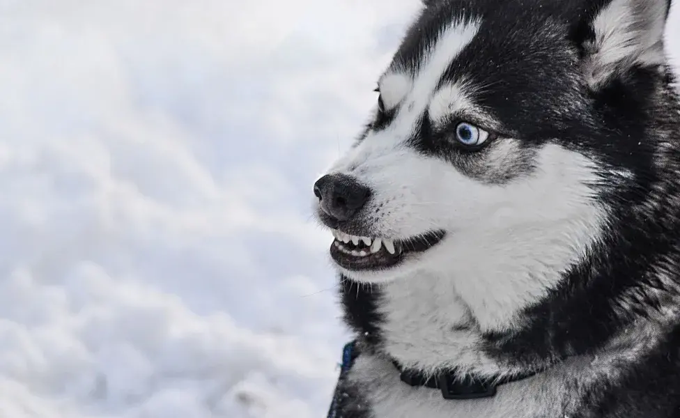 La mejor manera de responder ante un perro enojado es permitirle un espacio seguro 