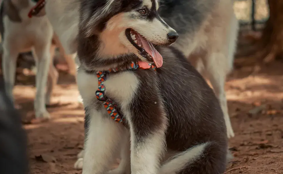 Husky en el parque. Foto: Pexels/Lucas Andrade