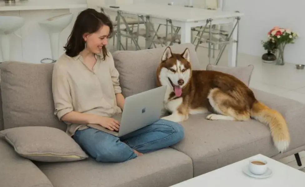 Husky acostado en un sillón. Foto: Pexels/KATRIN BOLOVTSOVA