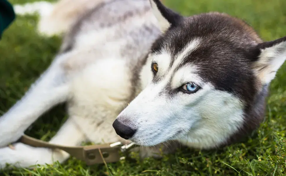 aplicar regra8 razas de perros que más disfrutan jugar con agua husky_0