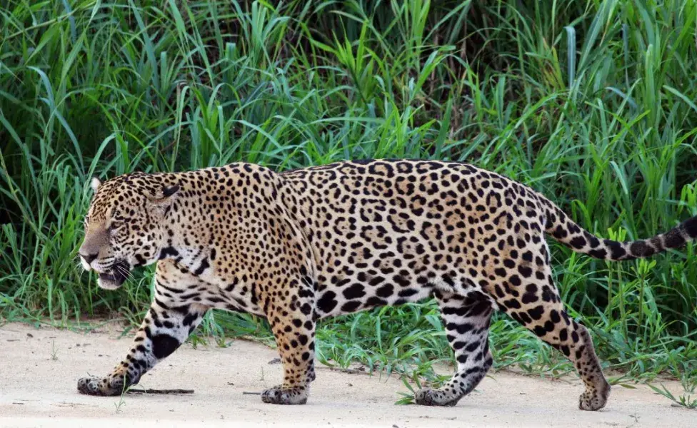 aplicar regraQué animales salvajes son parte de la familia de los gatos jaguar