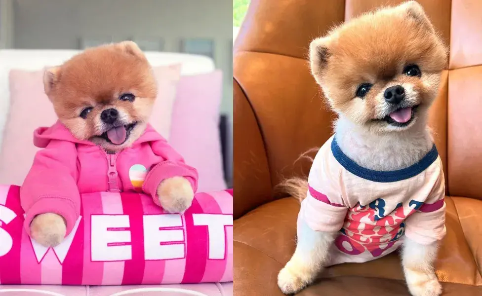 Jiffpom es un Pomerania que parece peluche. Foto:Instagram.com/j i f f p o m