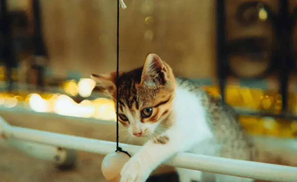 Juega con tu gato a la pelota entre cinco y diez minutos, al principio.