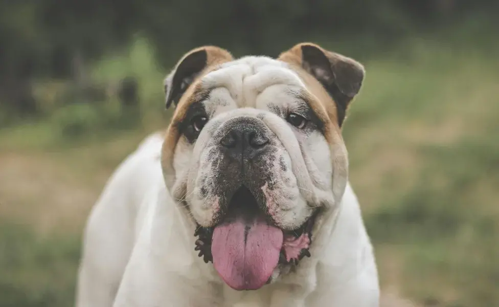 Los perros escuchan con mucha precisión a los moscos, algo que podría resultar molesto.