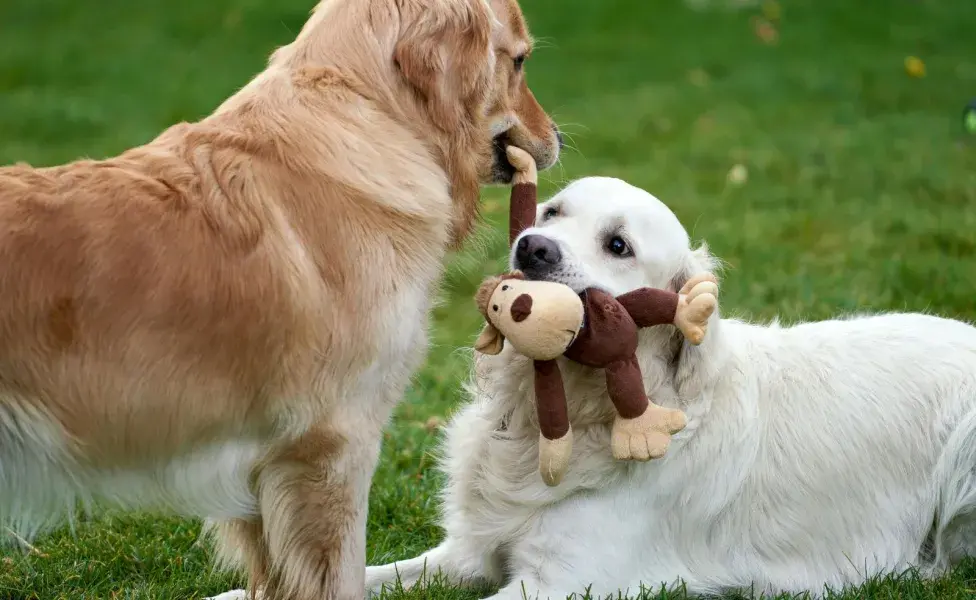 Muchos juguetes tienen plomo, que es dañino para los perros.