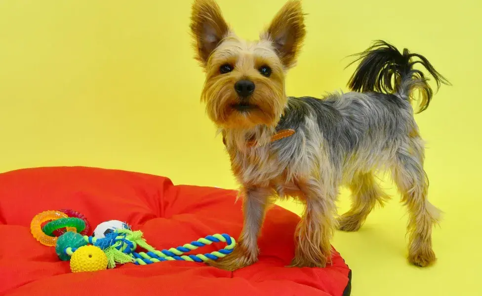 Las pelotas de tenis de humanos no deben ser juguetes para perros.