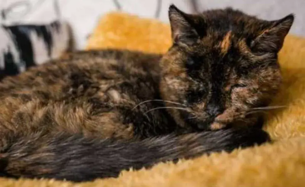 La gatita más vieja del mundo. Foto: Google/El Comercio