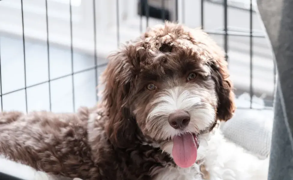 Labradoodle viendo a la camra. Foto: Envtao/ wirestock