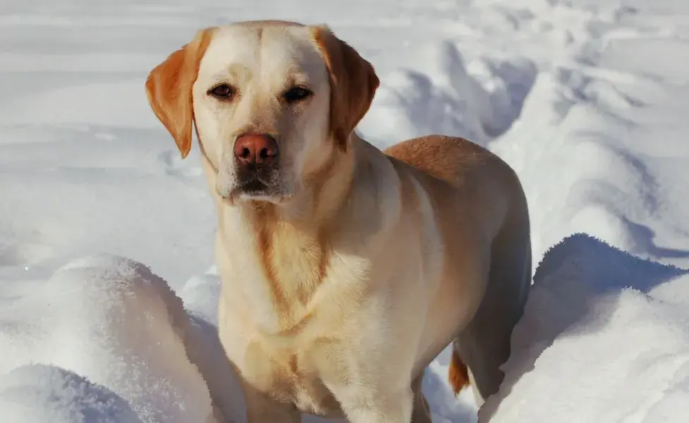 aplicar regra8 razas de perros que más disfrutan jugar con agua labrador%20retriever_0