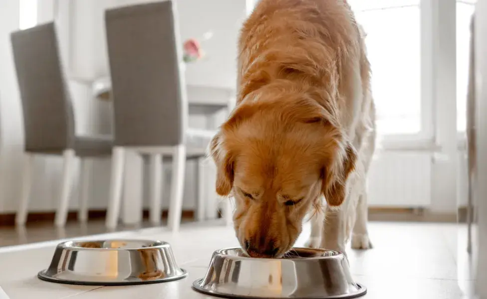 Cuando tu perro alcanza la etapa adulta, su alimentación debe ajustarse a mantener su peso y energía.