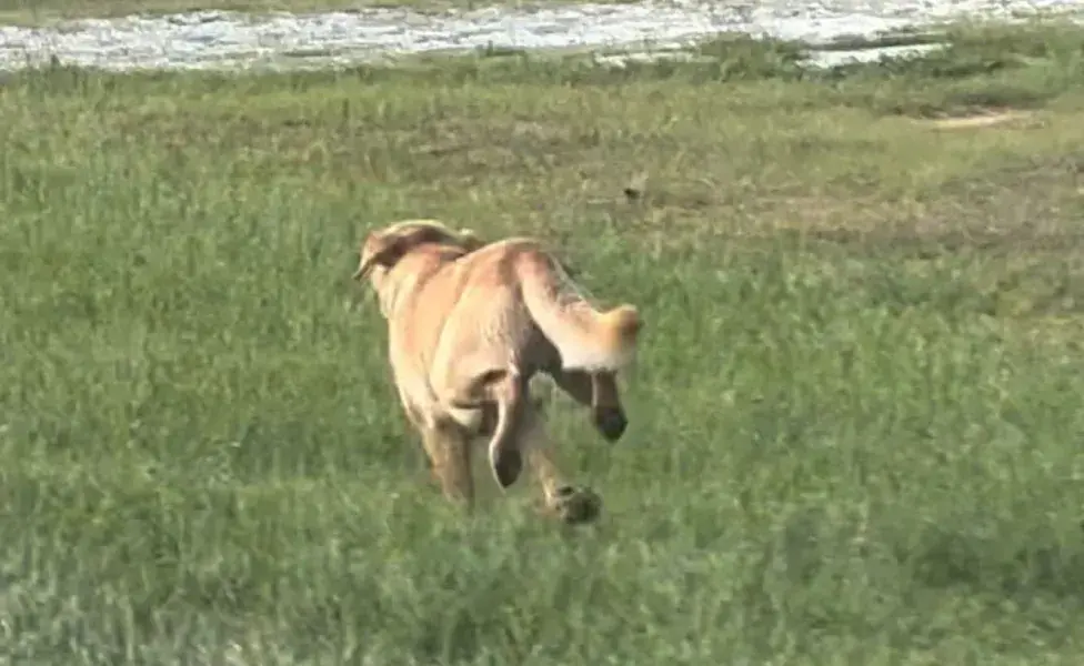 Un grupo de voluntarios y amantes de los animales se unió para brindarle ayuda a Waylon.