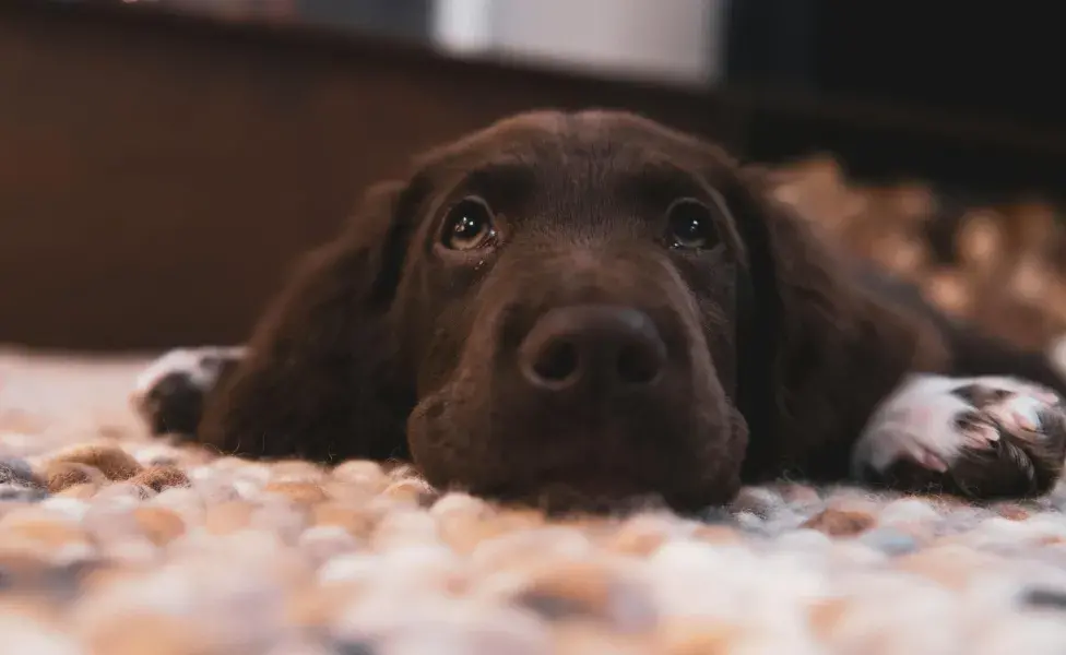 Los Labradores son los más cariñosos del mundo.