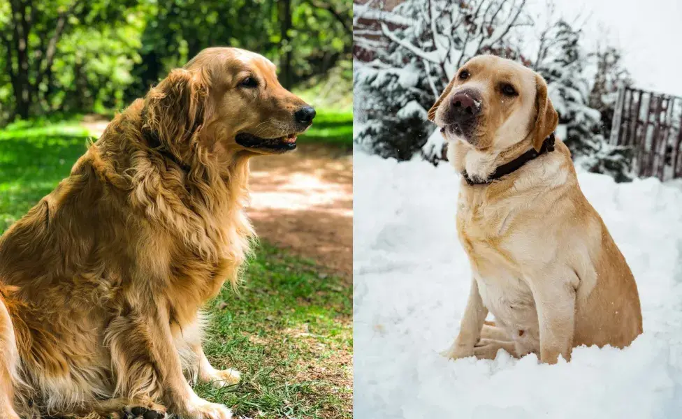 Los Labradores son perros muy activos.