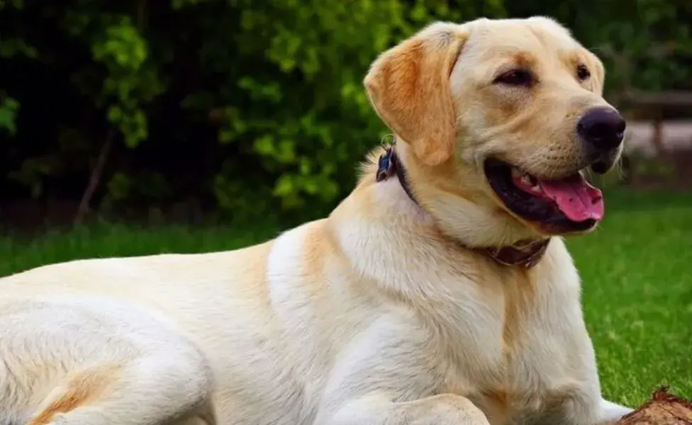 Estos perros tienen un pelaje denso y su tamaño también aumenta la cantidad de alérgenos 