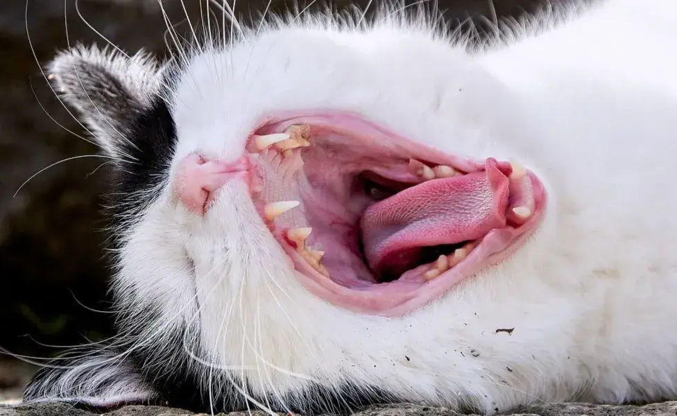 A diferencia de la lengua de los humanos, la de los gatos es áspera y rugosa