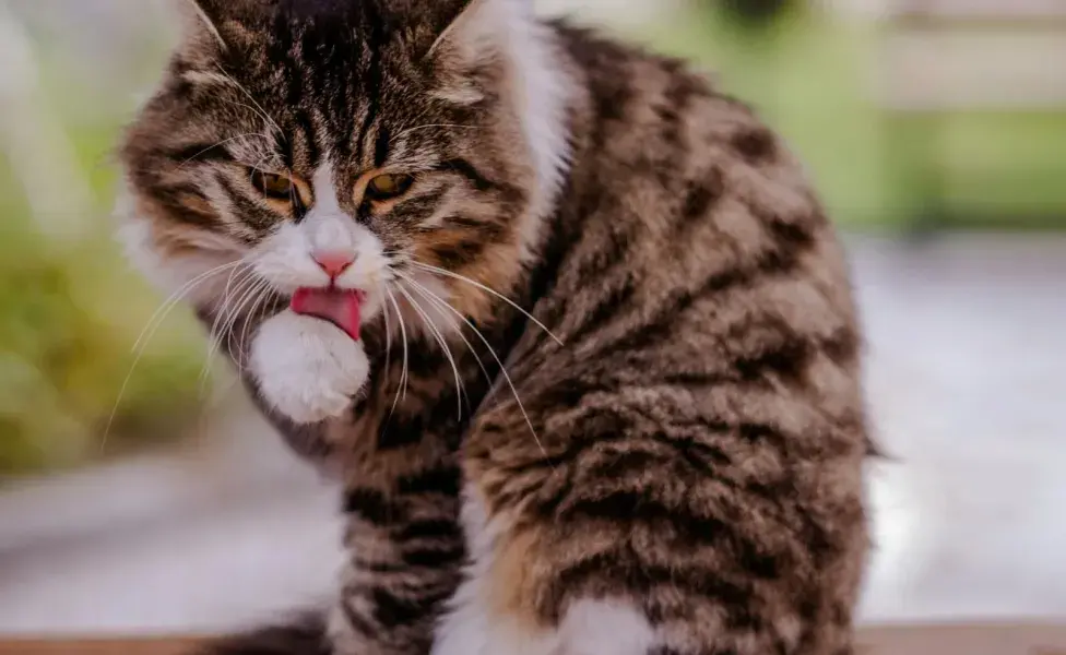 Si tu gato se lame mucho, puede ser señal de enfermedad.