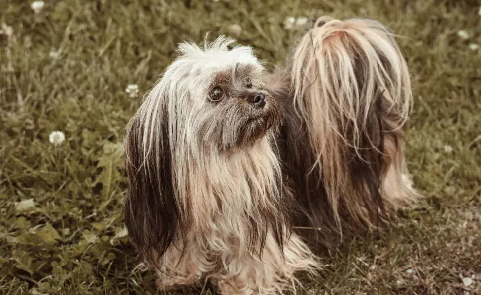 Debes tener mucho cuidado con su pelo, pues son delicados. Foto: Pexels/ Alexas Fotos