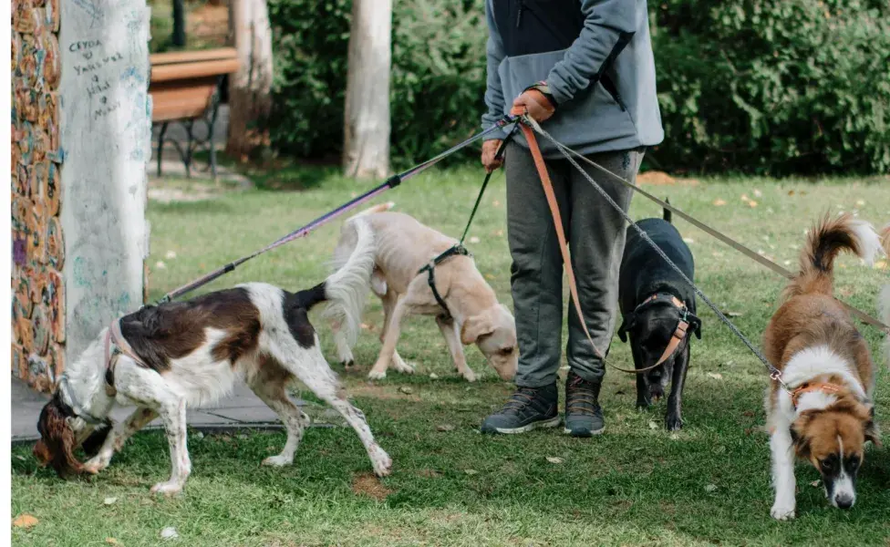 Un paseador de perros tiene que tener un sentido civil y de responsabilidad.