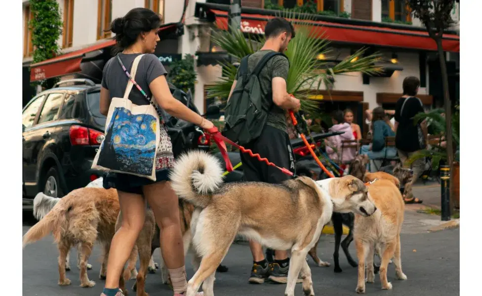 Un paseador certificado sabe tratar con diferentes personalidades.