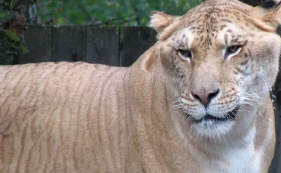 aplicar regraQué animales salvajes son parte de la familia de los gatos ligre