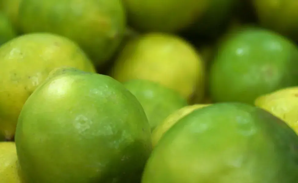 Se cree que los perros al inhalar los limones se recuperan del resfriado. ¡Mito!