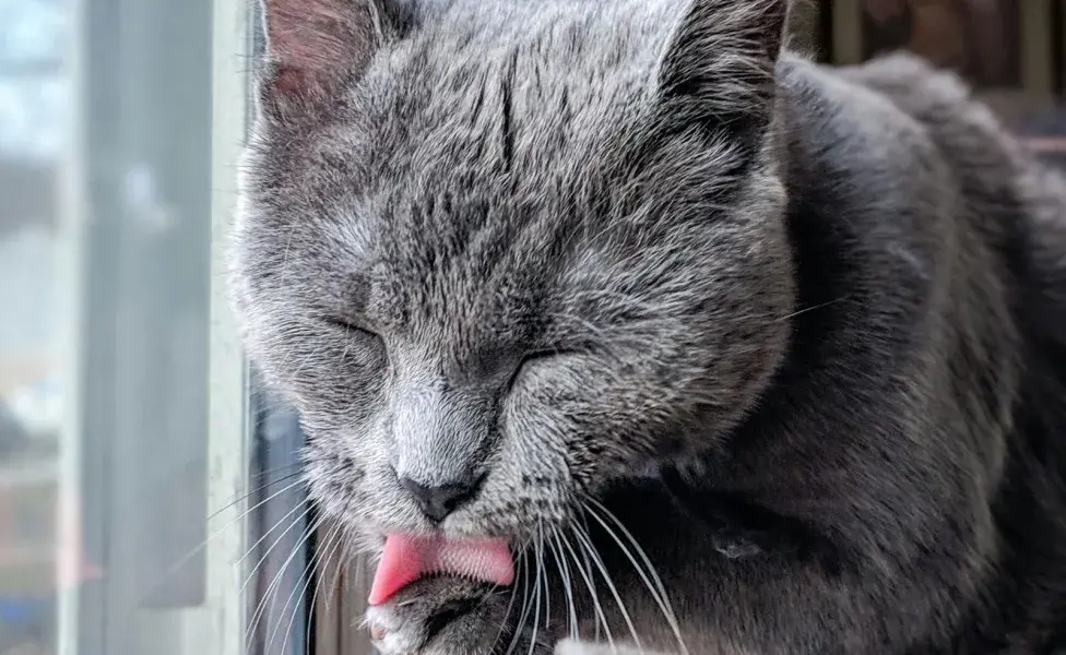 Si tu gato tiene conjuntivitis, puedes limpiarle los ojos con una gasa limpia. 