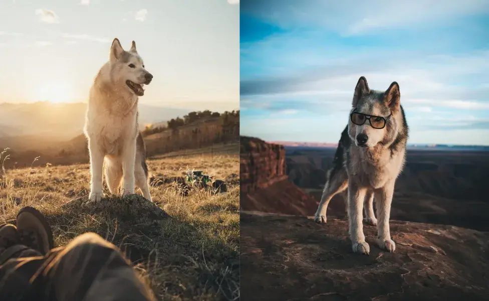 Loki es embajador de diversas marcas. Foto: Instagram.com/Loki the Wolfdog