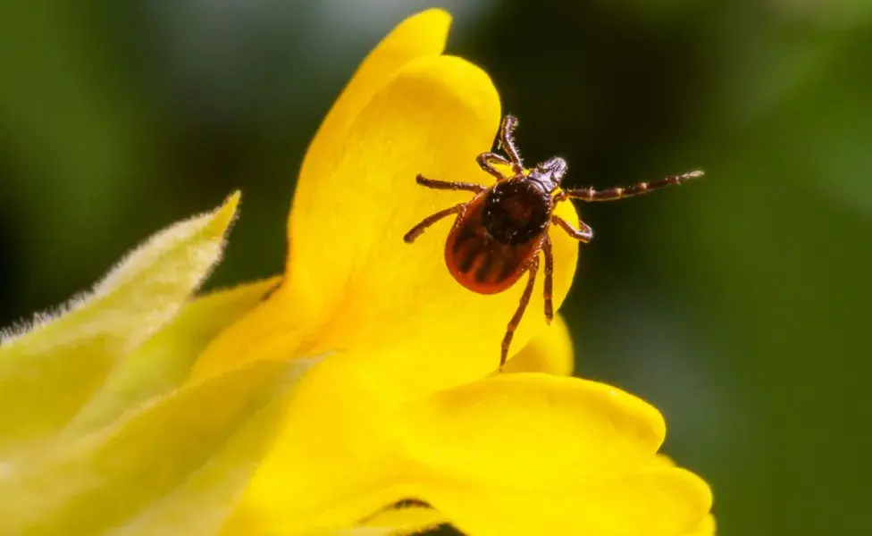 El Lyme es causado por una garrapata. 