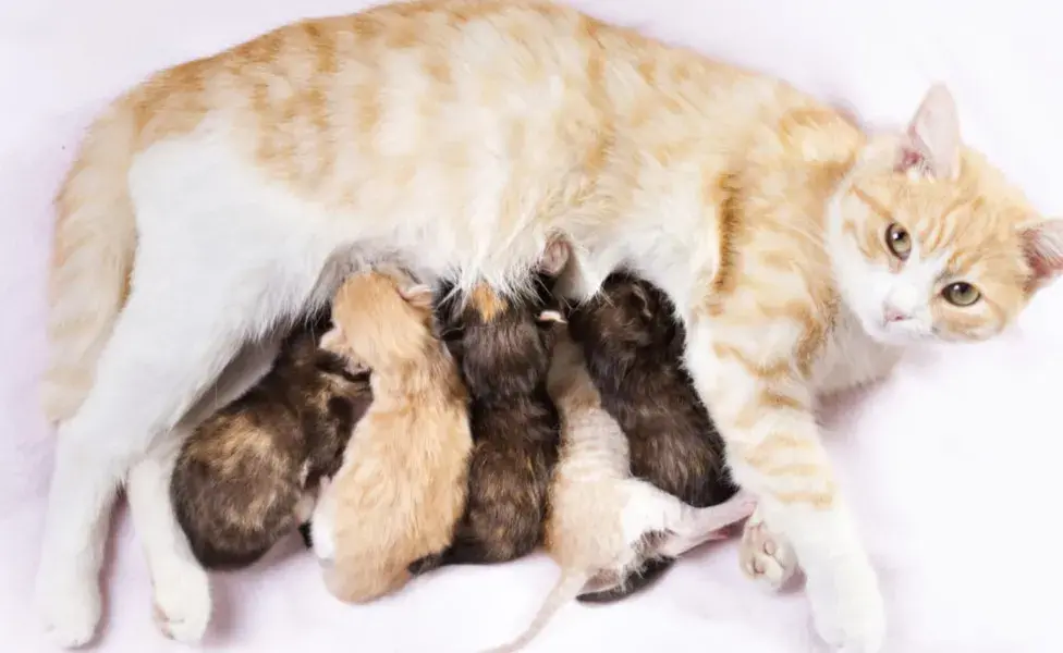 Algunos felinos pueden experimentar efectos secundarios leves como vómitos o diarrea al inicio del tratamiento. 