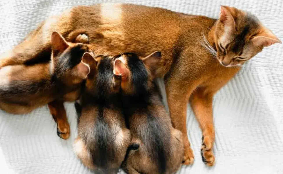 Mamá gata alimentando a sus crías. Foto: Envato/ira_lichi