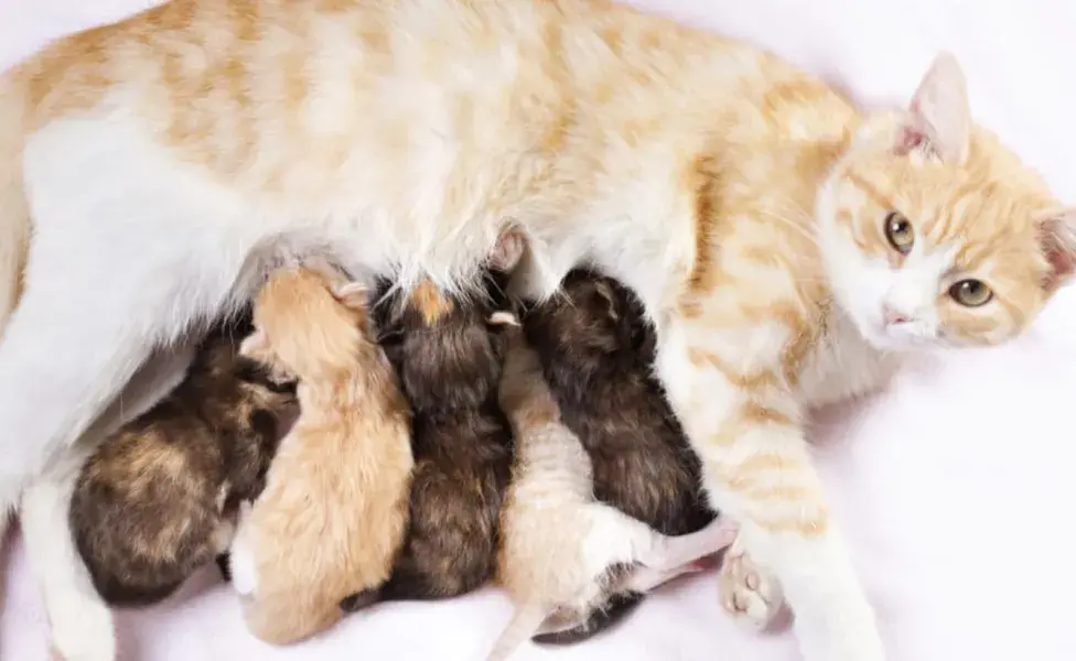 El celo se caracteriza por un cambio en el comportamiento de la gata