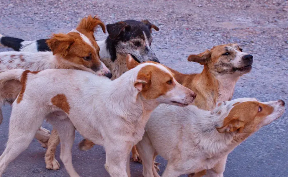 Uno de los comportamientos de los perros asilvestrados es su habilidad para cazar. Foto: Envato/vedrana2701