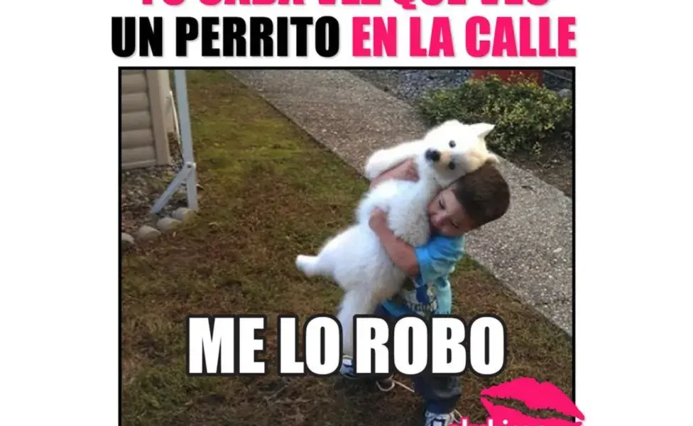 Meme de gente cada que ve un perro.