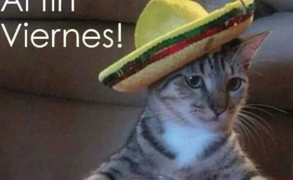 Este meme presenta a un gato con un sombrero mexicano, celebrando el viernes.