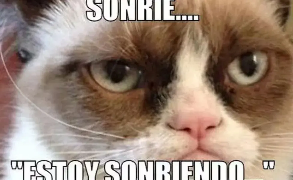 Grumpy Cat, cuyo verdadero nombre era Tardar Sauce