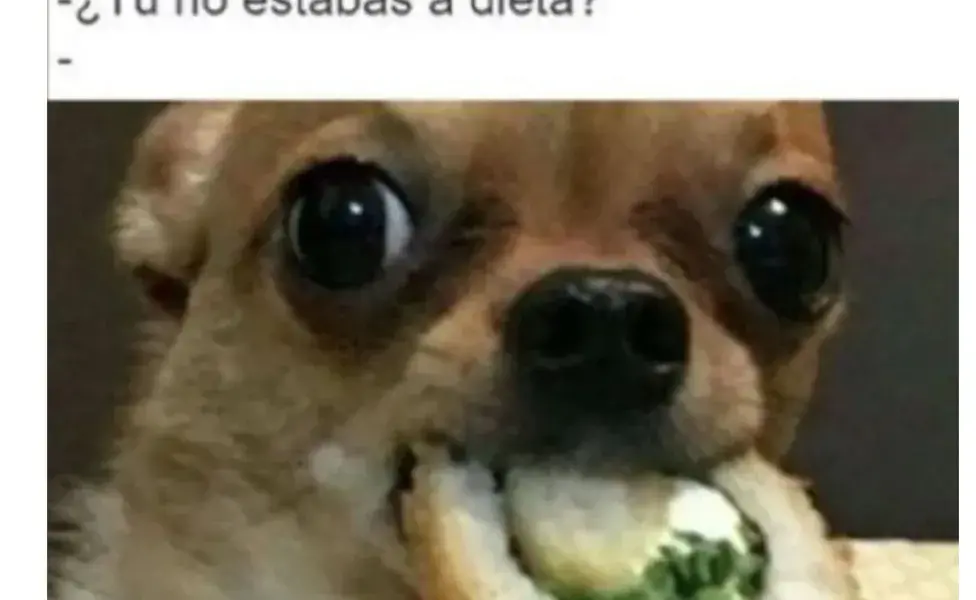 Perro meme sobre dieta