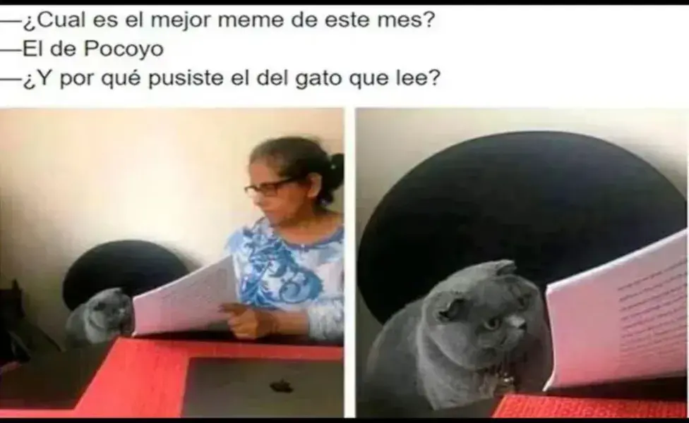 ¿Por qué pusiste?" se volvió la parte central del meme