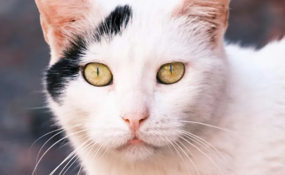 No es que los gatos vean fantasmas, solo son más sensibles a la luz.