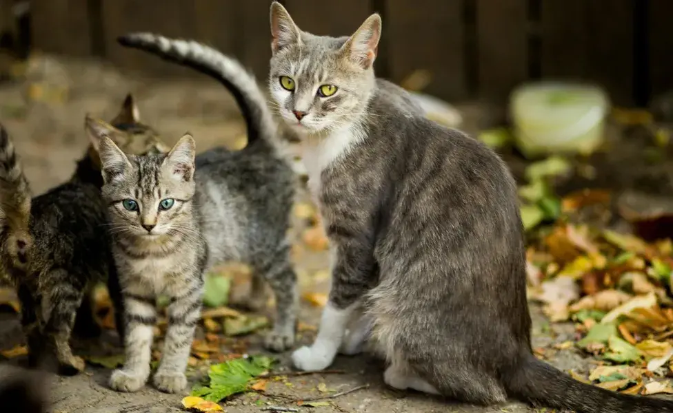 Los gatos ven principalmente en azul y verde.