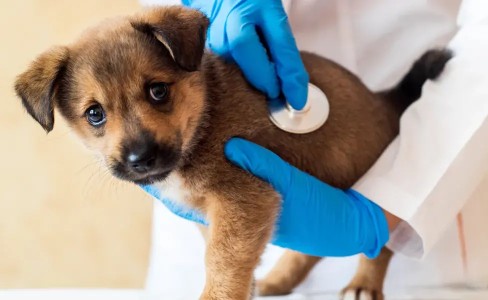 Mi perro orina sangre ¿Cuáles podrían ser las causas?