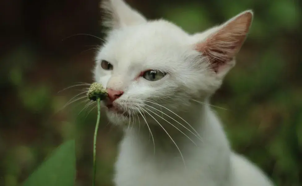 Es muy importante que tu gato tenga todas las vacunas.