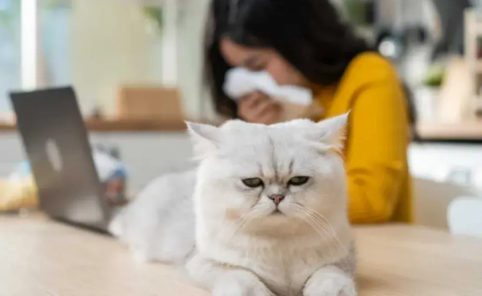 mujer alergica a los gatos. Foto: Envato/s_kawee